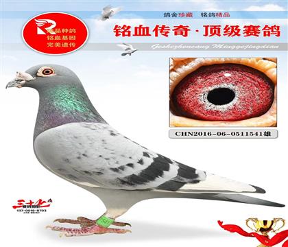 信鸽在线拍卖平台 - 中国信鸽信息网