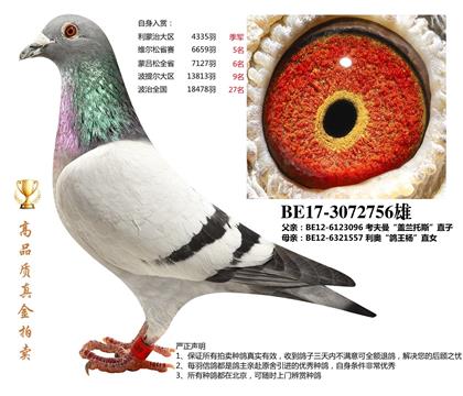 利奥"鸽王杨"外孙(波提尔大区13813羽9名)