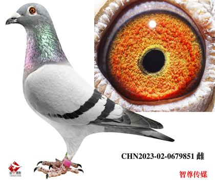 信鸽在线拍卖平台 - 中国信鸽信息网