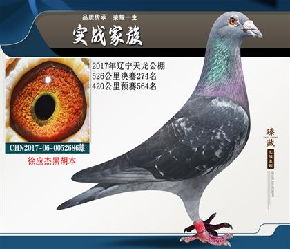 2021年获奖鸽照片图片