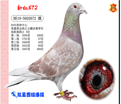 信鸽在线拍卖平台 - 中国信鸽信息网