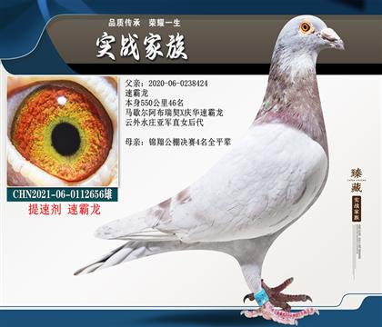 当前位置>信鸽拍卖首页>拍卖专题>查看拍卖商品>红色提速剂 速霸龙