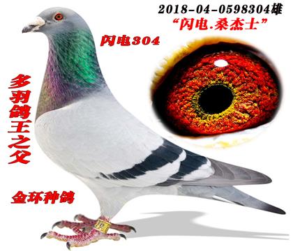 金环种鸽闪电桑杰士