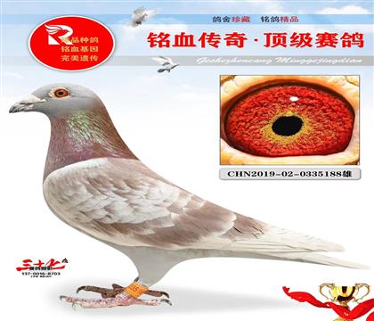 信鸽在线拍卖平台 - 中国信鸽信息网