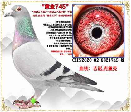 信鸽在线拍卖平台 - 中国信鸽信息网