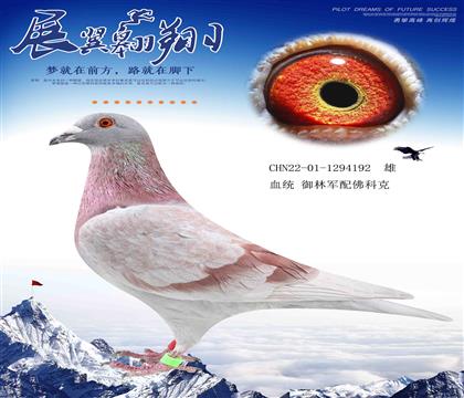 御林军配佛科克 到哪都发挥