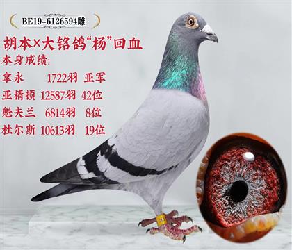 信鸽在线拍卖平台 - 中国信鸽信息网