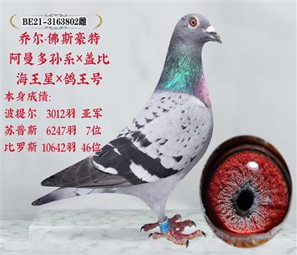 佛斯豪特   阿曼多孙系x盖比海王星x鸽王号