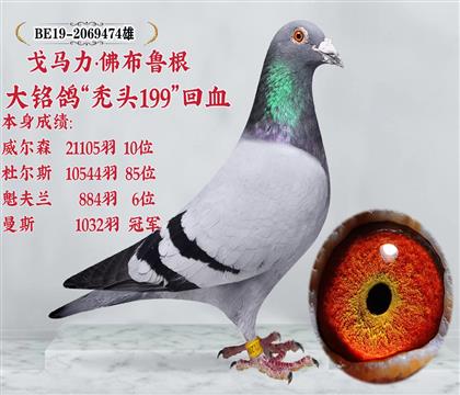 当前位置>信鸽拍卖首页>拍卖专题>查看拍卖商品>戈马力.