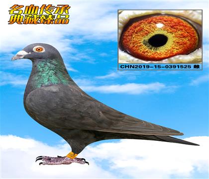信鸽在线拍卖平台 - 中国信鸽信息网