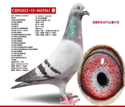 信鸽在线拍卖平台 - 中国信鸽信息网