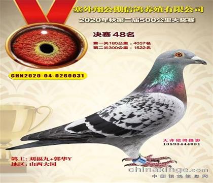 信鸽在线拍卖平台 - 中国信鸽信息网