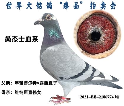 桑杰士血系