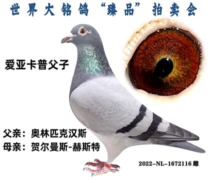爱亚卡普