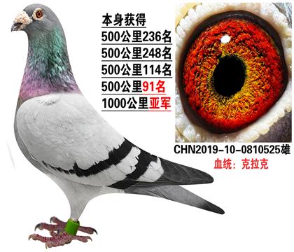 克拉克赛鸽配对图片图片