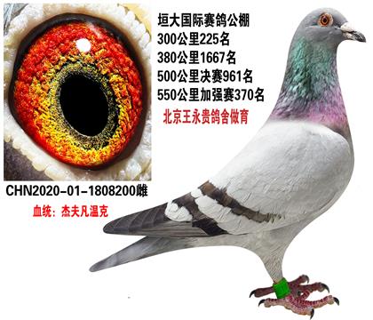 当前位置>信鸽拍卖首页>拍卖专题>查看拍卖商品>北京王永贵黄杠