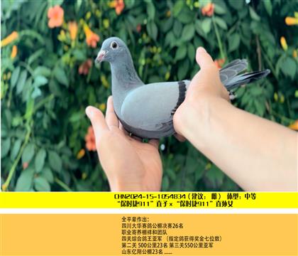 "保时捷911"直子×"保时捷911"直孙女