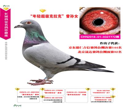 信鸽在线拍卖平台 - 中国信鸽信息网