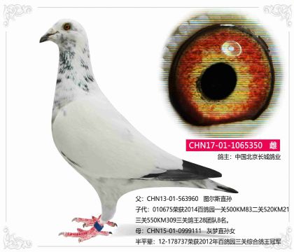 中国北京长城鸽业图尔斯四代350