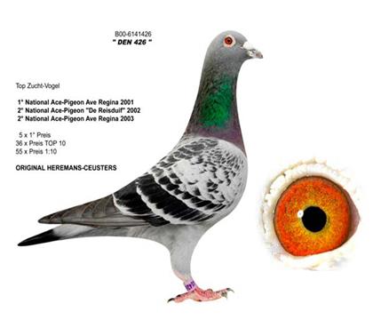 动物 鸽 鸽子 教学图示 鸟 鸟类 420_360