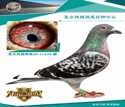 父母35万引进 鸽王杨孙代