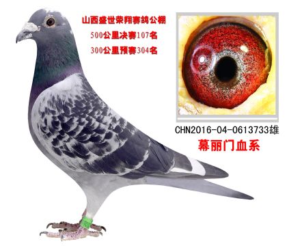 当前位置>信鸽拍卖首页>拍卖专题>查看拍卖商品>山西盛世荣翔赛鸽公棚