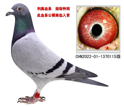 信鸽在线拍卖平台 - 中国信鸽信息网