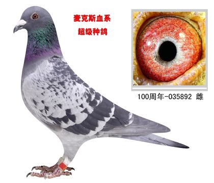 麦克斯血系  超级种鸽