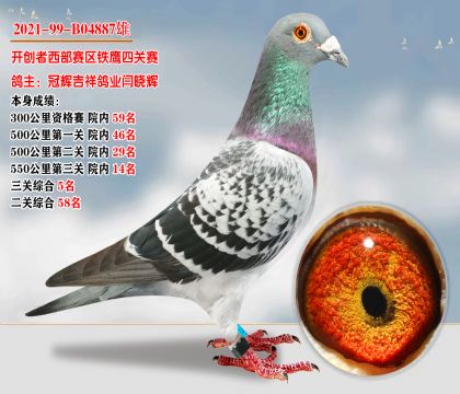 北京张先生因鸽棚违建,现委托本鸽业清棚拍卖所有种鸽《上》