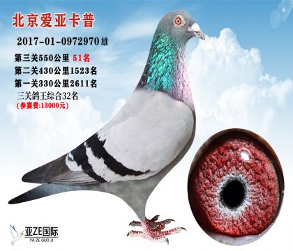 信鸽在线拍卖平台 - 中国信鸽信息网