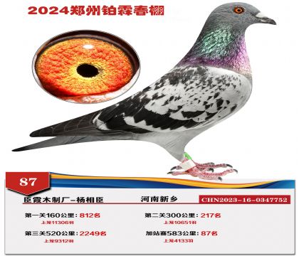 信鸽在线拍卖平台 - 中国信鸽信息网