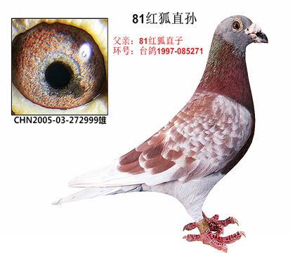 信鸽在线拍卖平台 - 中国信鸽信息网