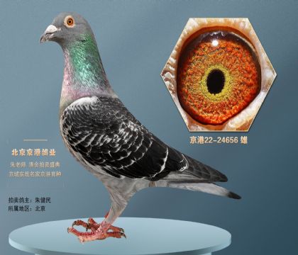 当前位置>信鸽拍卖首页>拍卖专题>查看拍卖商品> 东方不败x佛科克