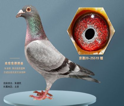 信鸽在线拍卖平台 - 中国信鸽信息网