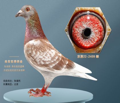 当前位置>信鸽拍卖首页>拍卖专题>查看拍卖商品>老西翁最后绝版子代