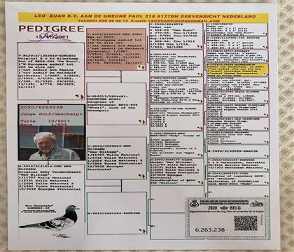 信鸽在线拍卖平台 - 中国信鸽信息网