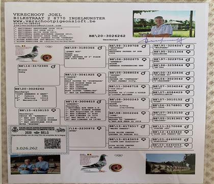 信鸽在线拍卖平台 - 中国信鸽信息网