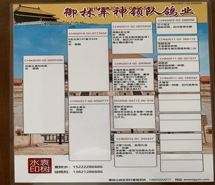 信鸽在线拍卖平台 - 中国信鸽信息网