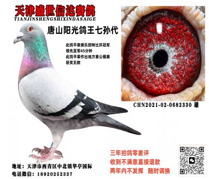 唐山阳光鸽王七孙代