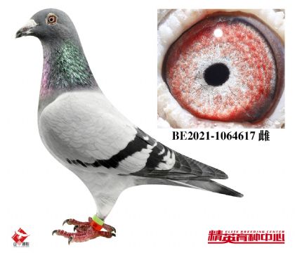 最佳基特尔原舍种雌