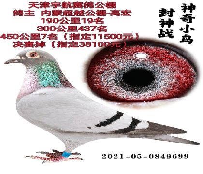 信鸽在线拍卖平台 - 中国信鸽信息网