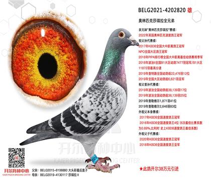 开尔鸽业 - 中信网铭鸽展厅