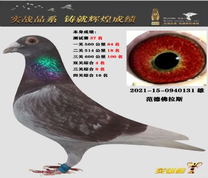 信鸽在线拍卖平台 - 中国信鸽信息网