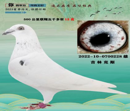 当前位置>信鸽拍卖首页>拍卖专题>查看拍卖商品> 吉林克斯