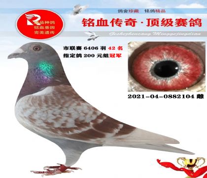 信鸽在线拍卖平台 - 中国信鸽信息网