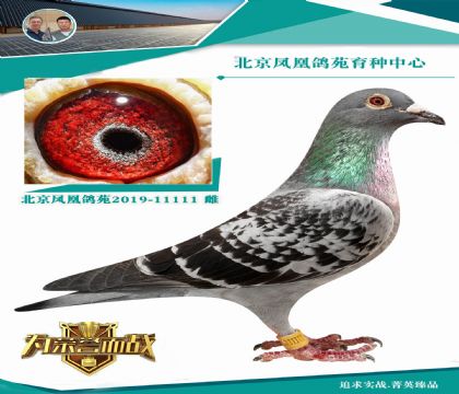 信鸽在线拍卖平台 - 中国信鸽信息网