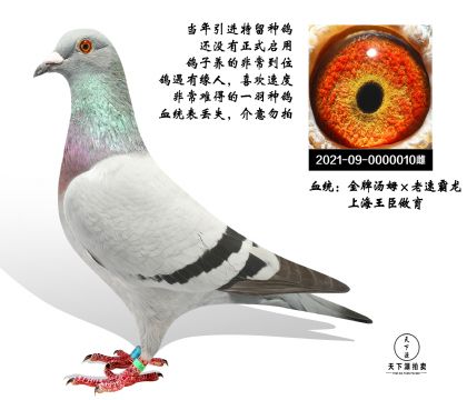 上海-王臣  金牌汤姆