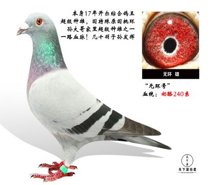 超级种雄 奶酪240血系 坐育出多羽奖鸽