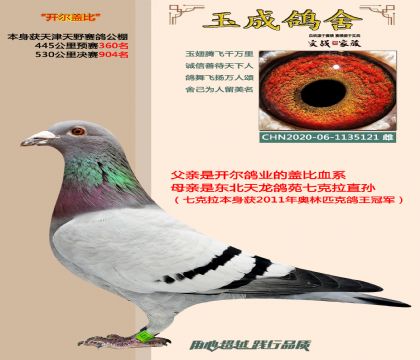 开尔盖比(本身天野公棚成绩鸽)