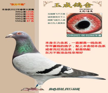 信鸽在线拍卖平台 - 中国信鸽信息网